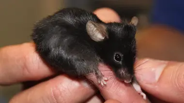 Le vétérinaire de Bondi Beach