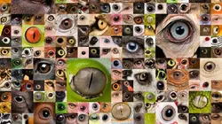 Le vétérinaire de Bondi Beach