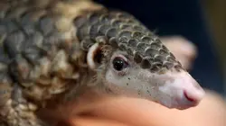Le Viêtnam au chevet des pangolins