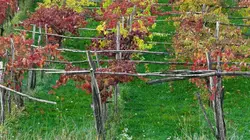 Le vin en ébullition