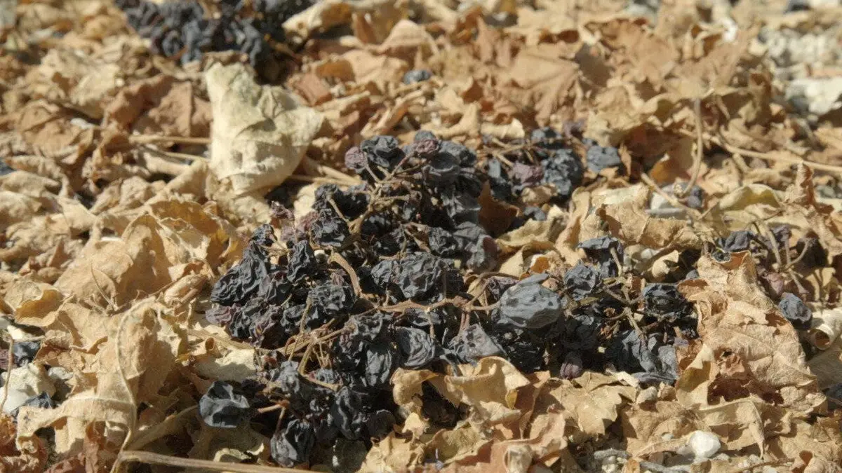 Le vin en ébullition