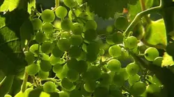 Visuel de Le vin et la science