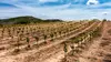 2025 • Le vin sans alcool au secours des vignerons