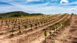 Le vin sans alcool au secours des vignerons