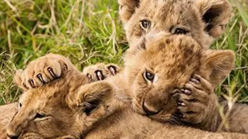 Le voyage de la vie E01 Premiers pas