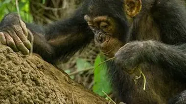 Alliances et rivalités