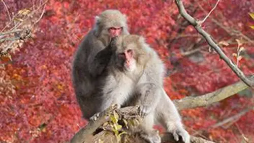 Le voyage de la vie E05 Le temps des amours