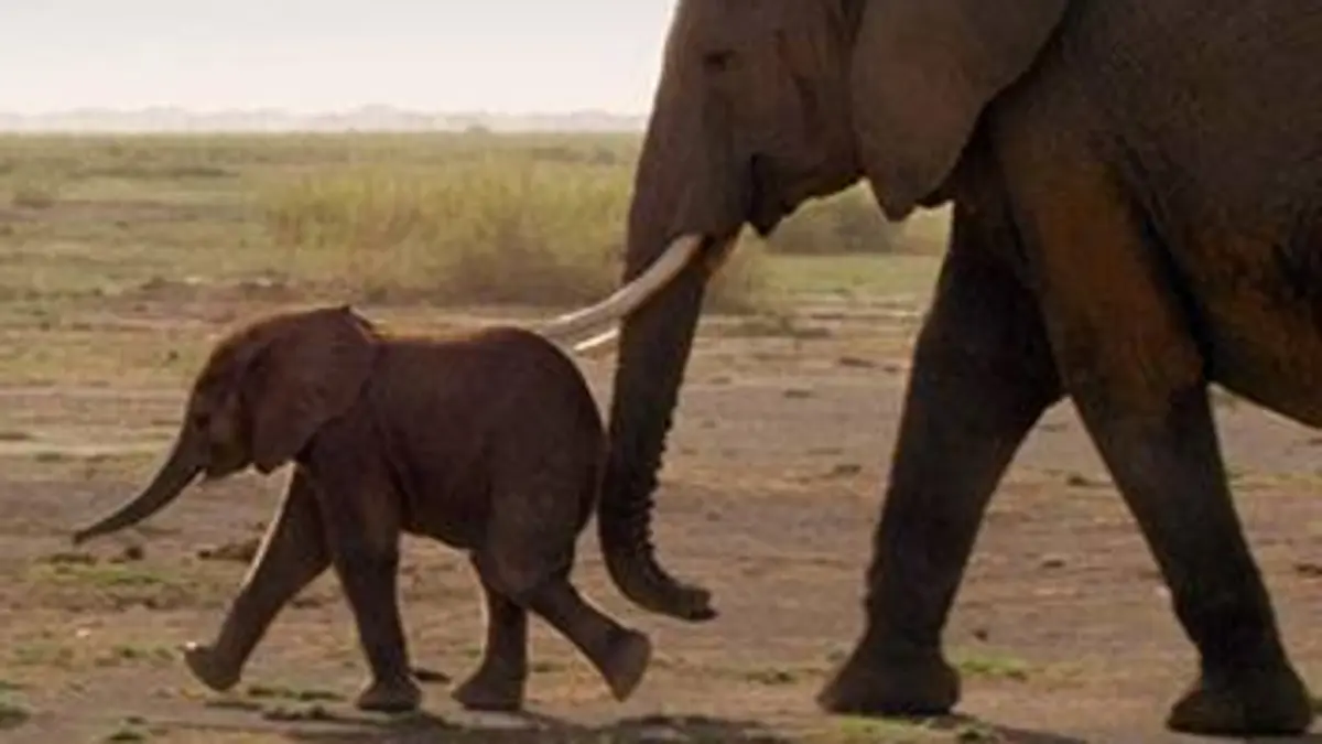 Audiences TV : Le voyage de la vie