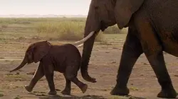 Visuel de Le voyage de la vie