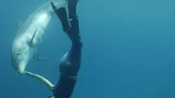 Visuel de Le voyage des dauphins