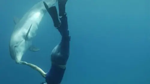 Le voyage des dauphins