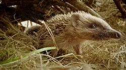 Le voyage épique d'un hérisson