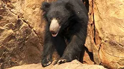 Visuel de Le vrai Baloo du «Livre de la jungle»