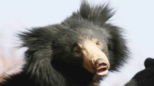 Le vrai Baloo du "Livre de la jungle"