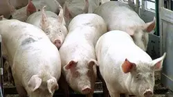 Le vrai coût de la viande pas chère Pauvre cochon, riche affaire