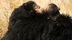 Le vrai livre de la jungle