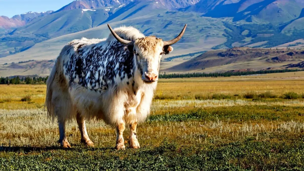 Le yak à la conquête des sommets