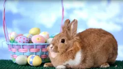 Le zap Le zap de Pâques