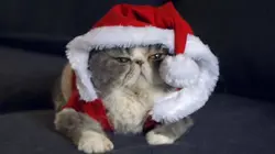 Le zap  Le zap de Noël 2020