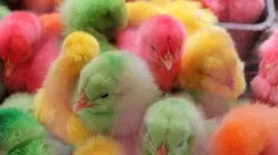 Le zap Le grand zap de pâques