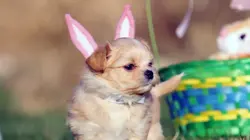 Le zap Le zap de Pâques