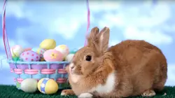 Le zap Le grand zap de pâques