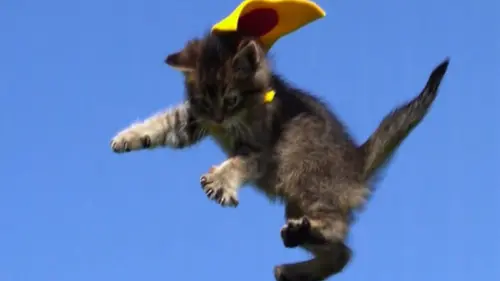 Le zap Le zap de Noël 2020