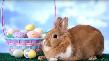 Le zap Le zap de Pâques
