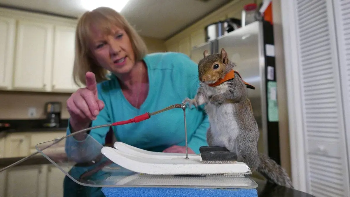 Le zapping au poil E02 Volume 2