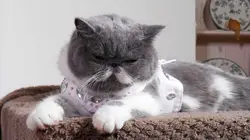 Le zapping le plus chat E01 Volume 2