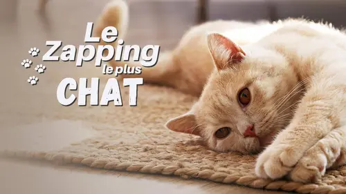 Le zapping le plus chat