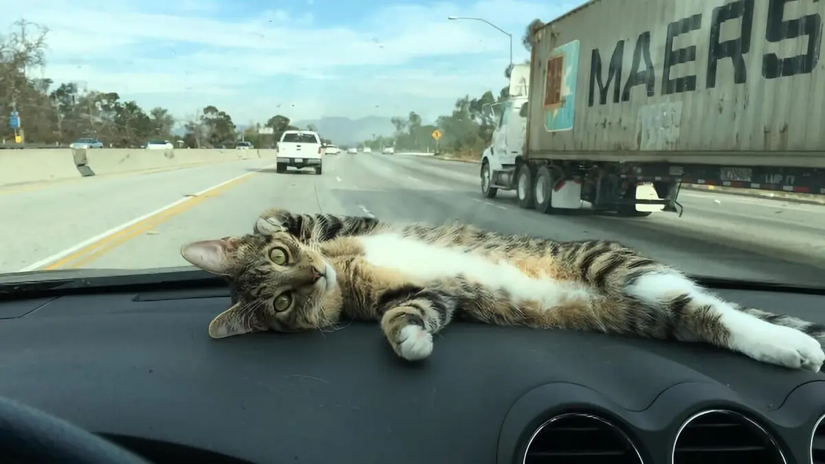 Le zapping le plus chat Volume 3