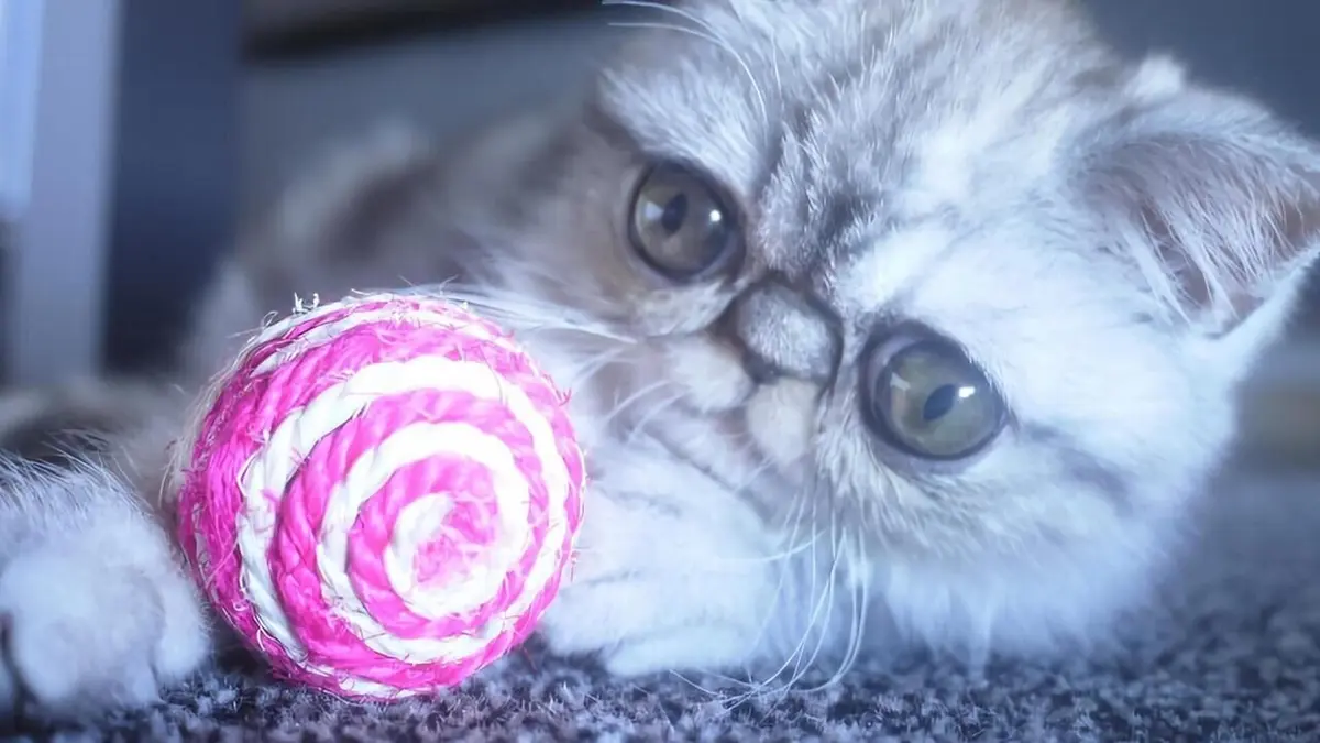 Le zapping le plus chat Volume 4