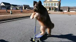 Le zapping qui a du chien Volume 2