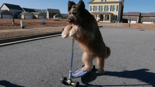 Le zapping qui a du chien