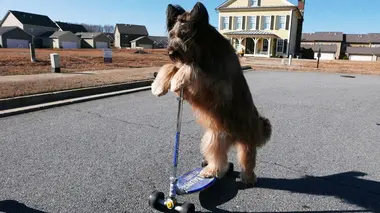 Le zapping qui a du chien Volume 1