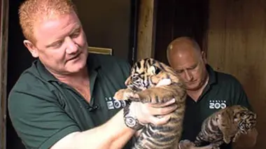 Les bébés tigres de Sumatra