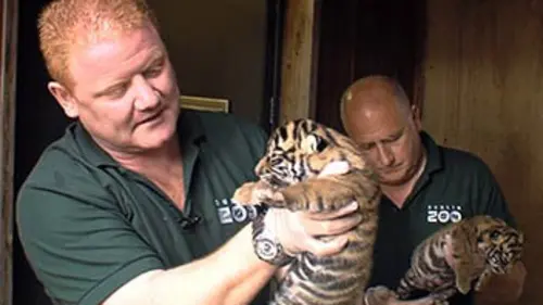 Le zoo S01E01 Les bébés tigres de Sumatra