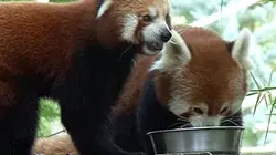 Visuel de Le zoo de Beauval, tout un monde