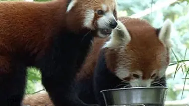 Le zoo de Beauval, tout un monde