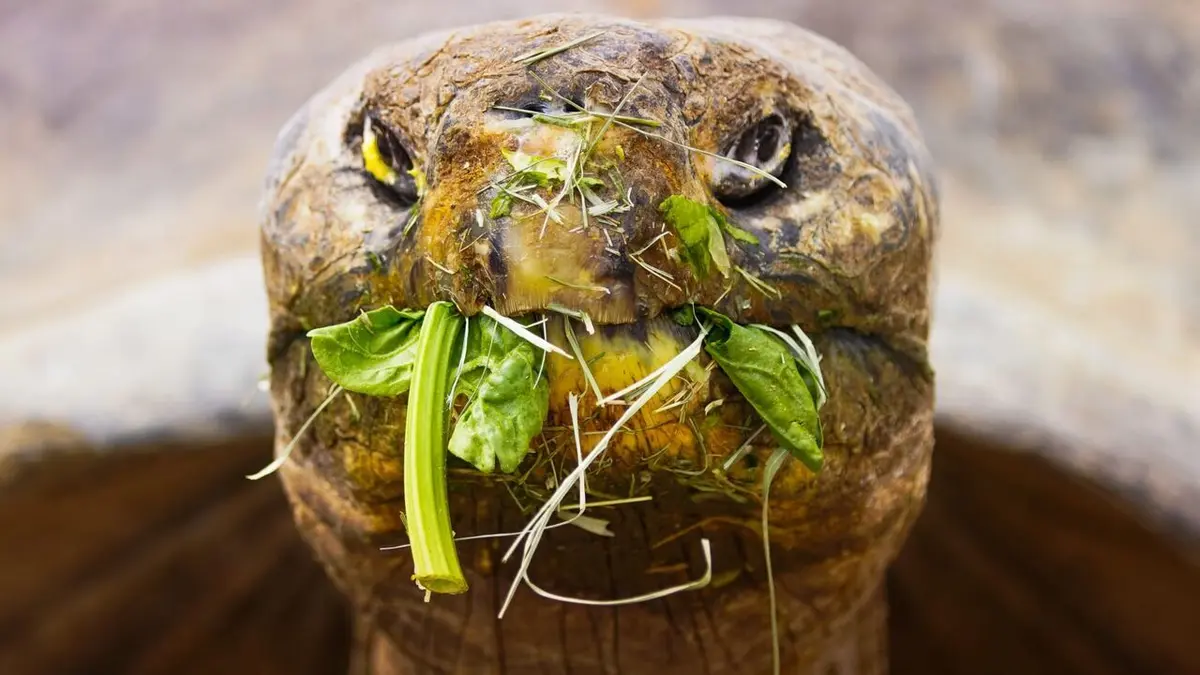 Le zoo de San Diego Nouveau jour pour vieille tortue