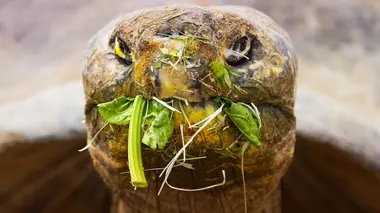 Nouveau jour pour vieille tortue