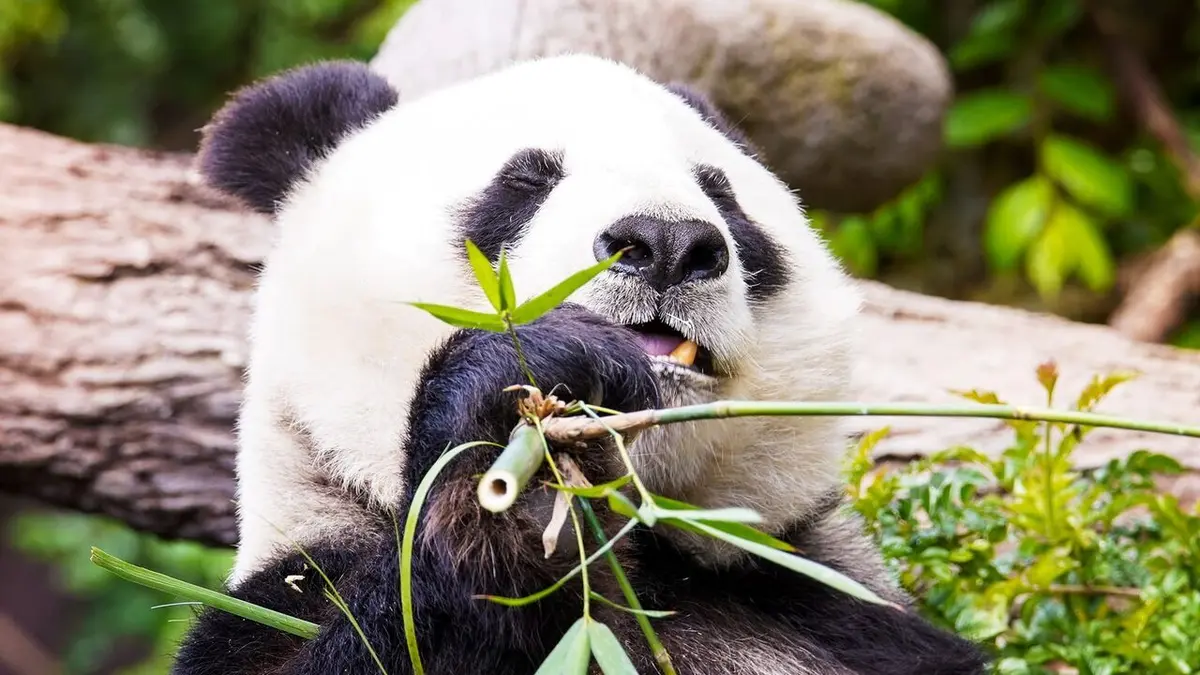 Le zoo de San Diego Panda-monium