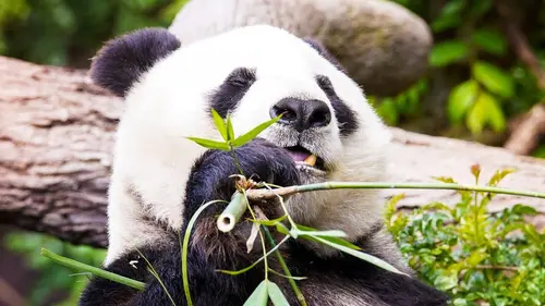 Le zoo de San Diego Panda-monium