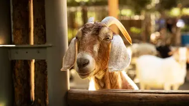 C'est l'histoire d'un Mek