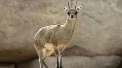 Le zoo de San Diego Bienvenue chez nous