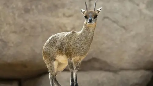 Casting Le zoo de San Diego Bienvenue chez nous