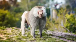 Le zoo de San Diego Yeti et bébés