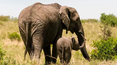 Un éléphant, ça trompe énormément