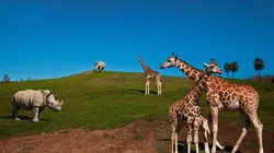 Le Zoo de San Diego Bébés miracles